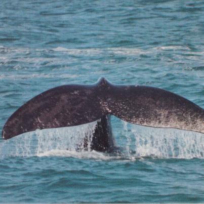 Whale, Cape