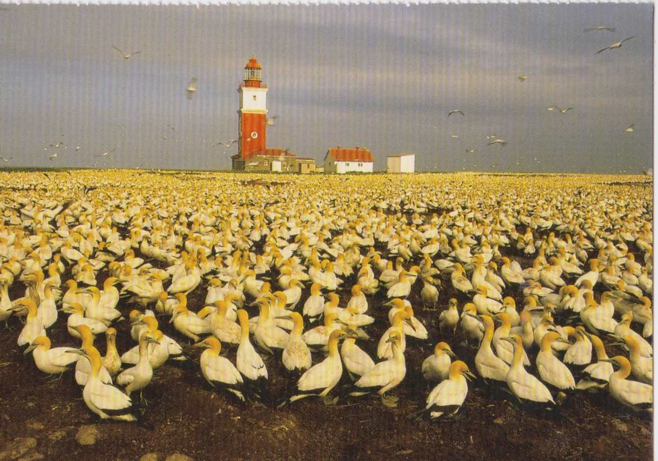 Cape Gannets, Addo Elephant Park