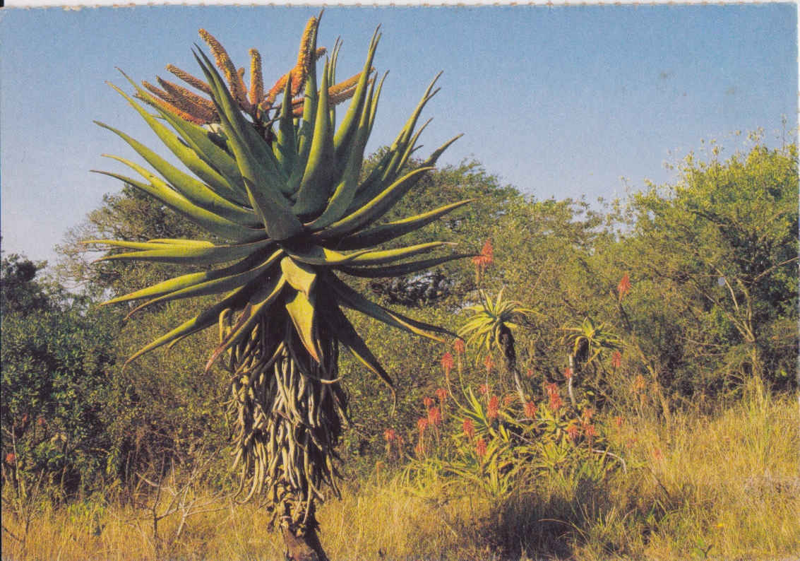 Aloe Marlothi