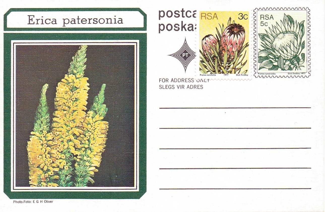 Erica patersonia