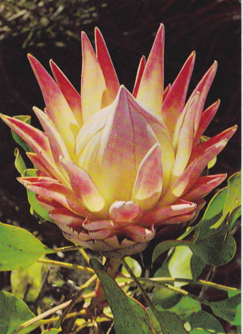 Protea Cynaroydes