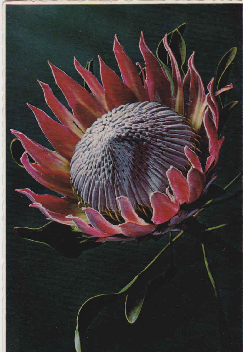 Protea Cynaroides - King's protea