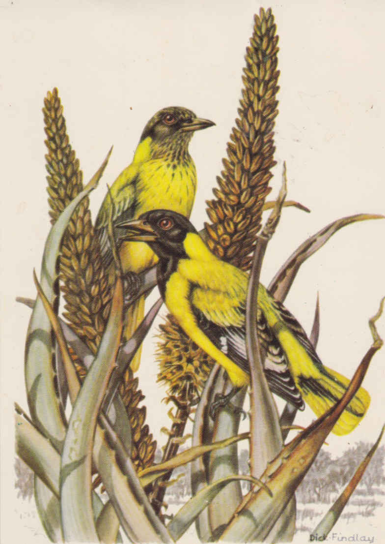 Black headed Oriole on Aloe sp