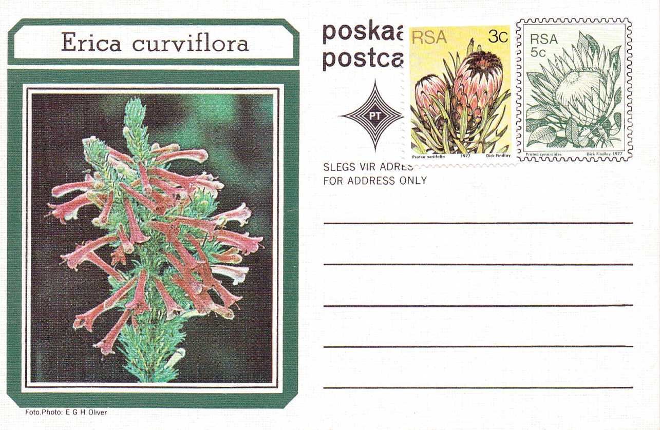 Erica curviflora