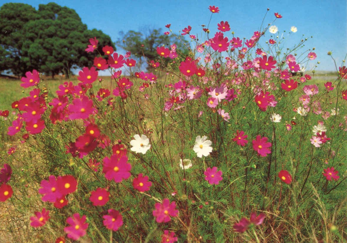 Cosmos
