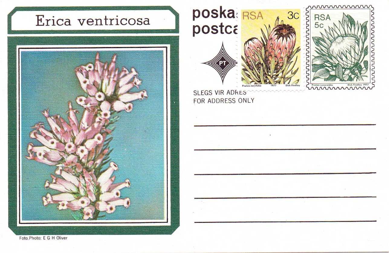 Erica ventricosa
