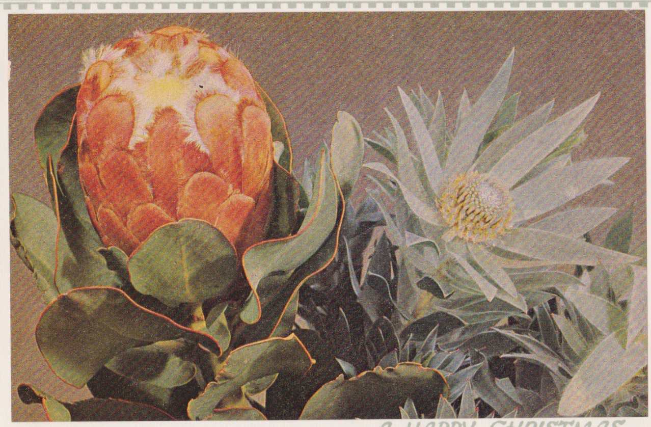 Protea Greetings card