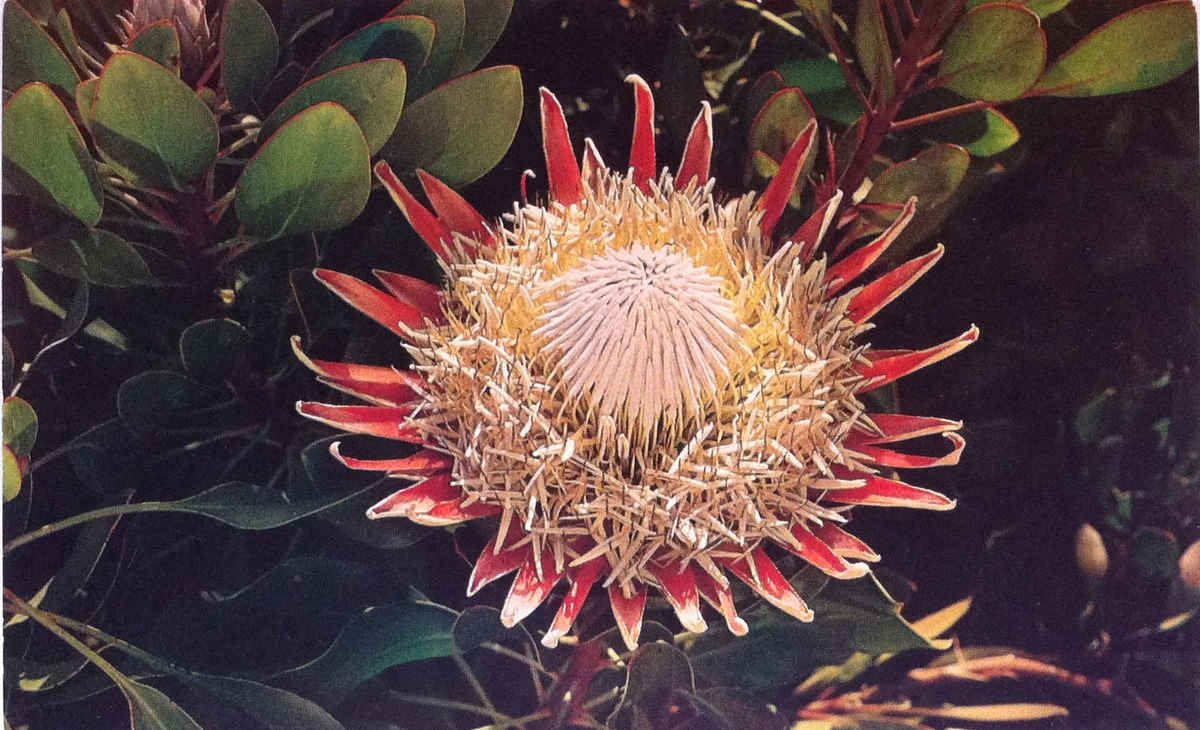 Reuseprotea, SA se nasionale blom