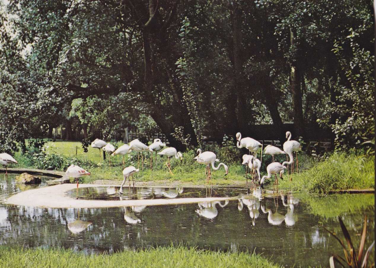 Flaminke, Pretoria