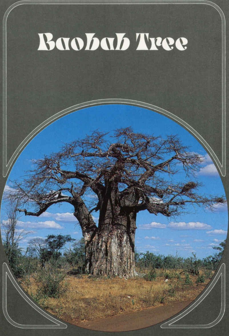 Baobab Tree