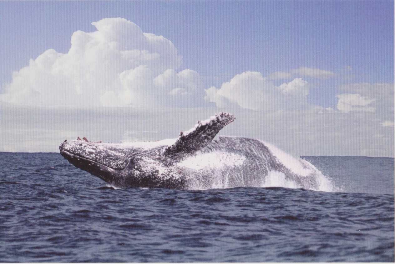 Hump Back Whale, KZN