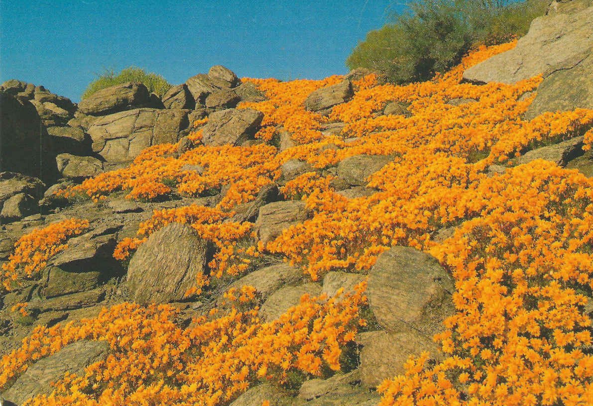 Namaqualand_Nababeep
