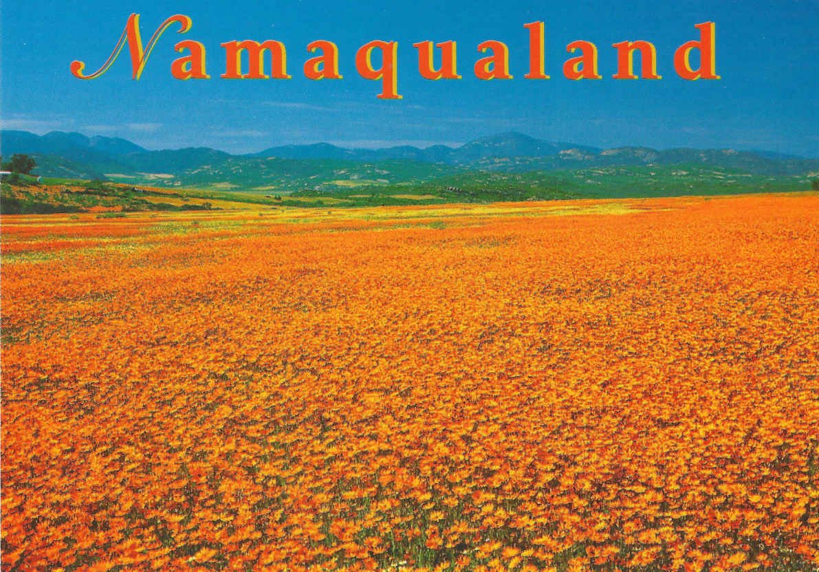 Namaqualand blomme