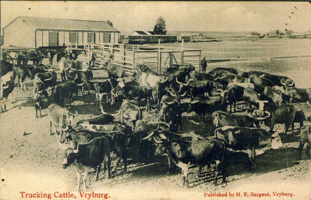 Cape Province Vryburg, Trucking Cattle