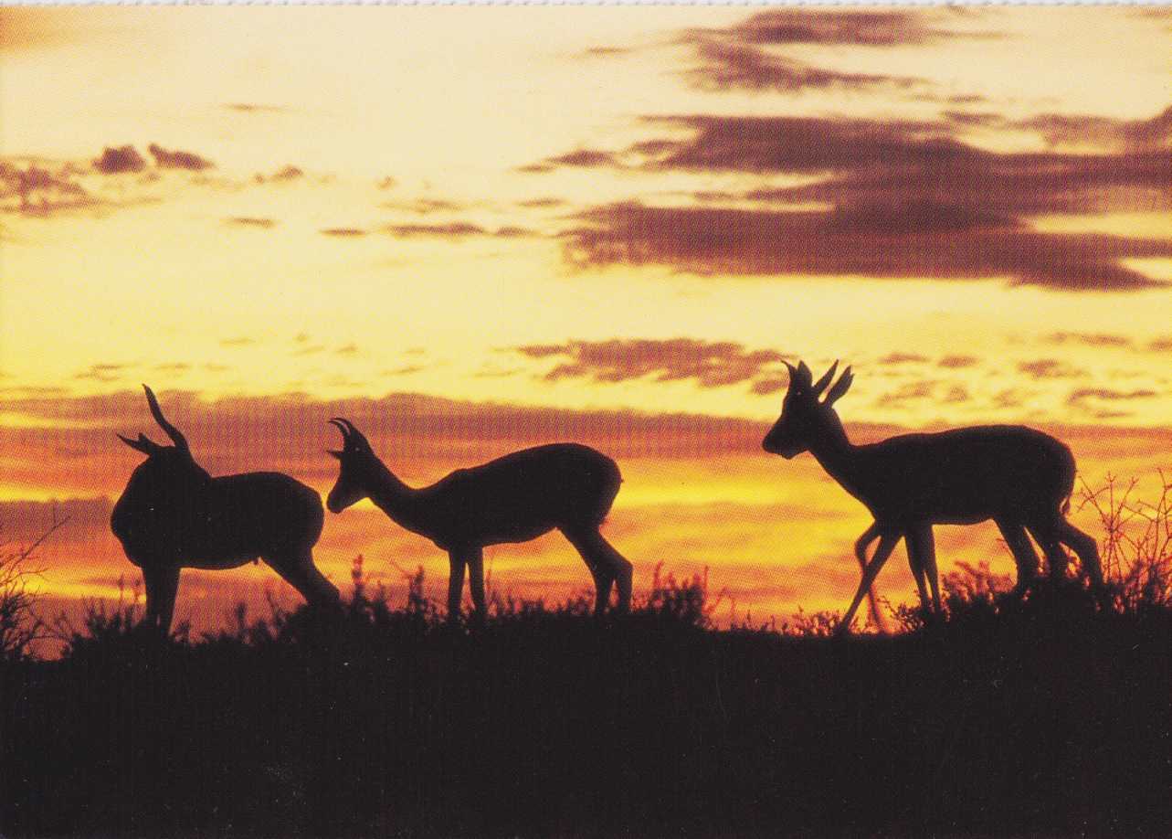 Springbuck