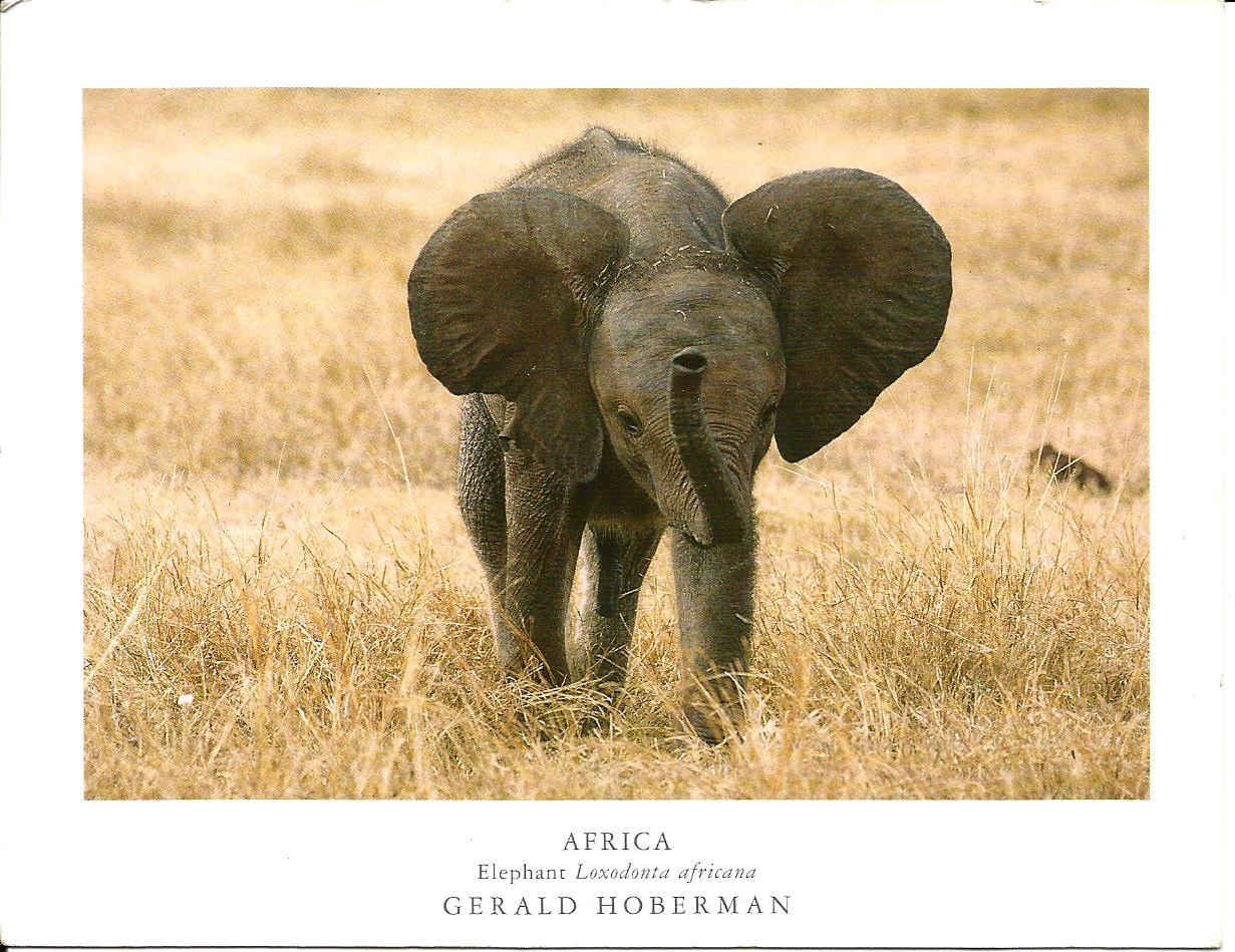 Olifant_1