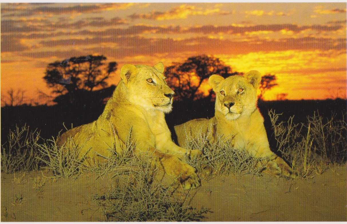 Lionesses