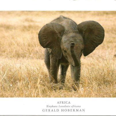 Olifant_1