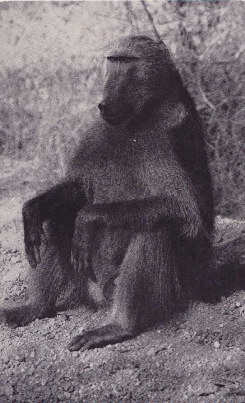 Kaapse Bobbejaan_Chacma Baboon