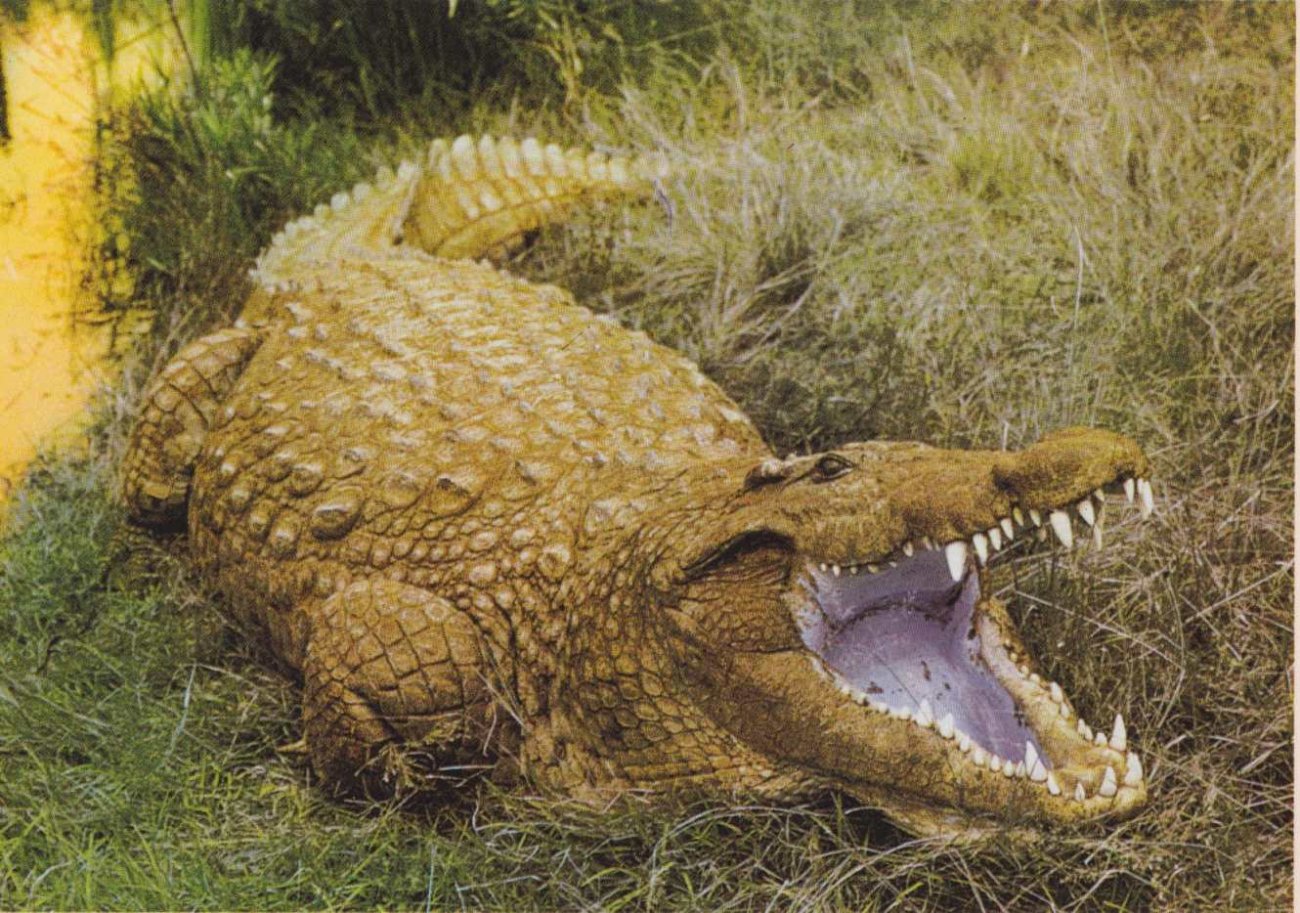 Crocodile