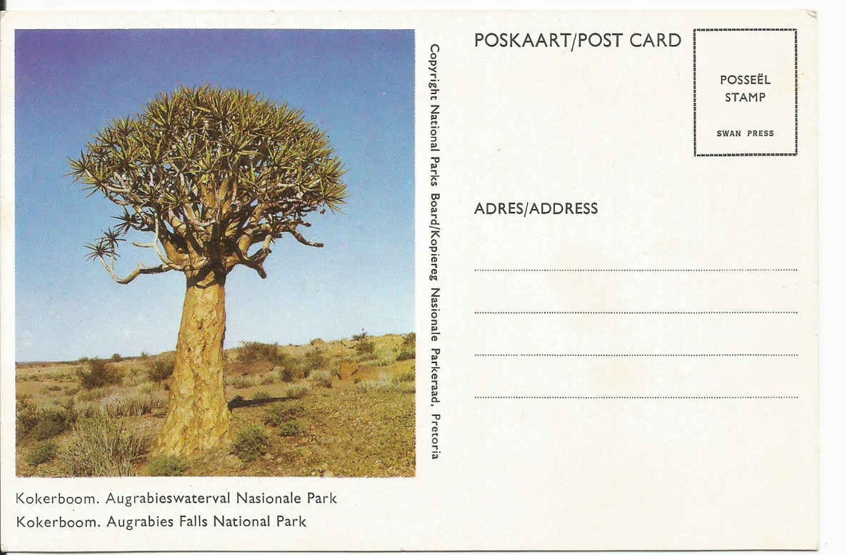 Augrabieswaterval Nasionale Park, Kokerboom