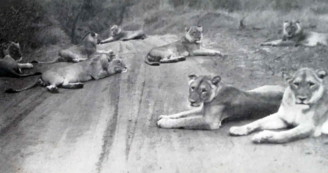 Pride of Lions Kruger National Park-2
