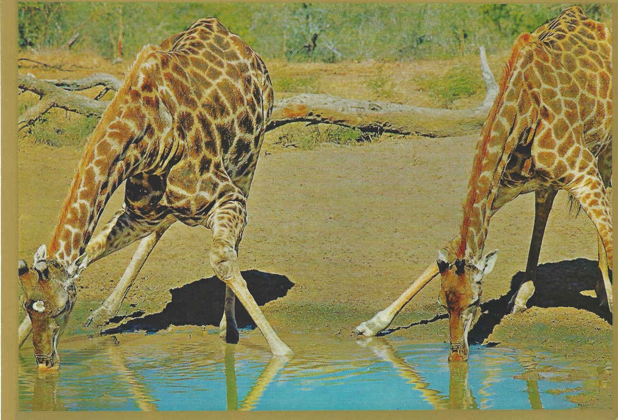 Kruger Wildtuin_Kameelperde
