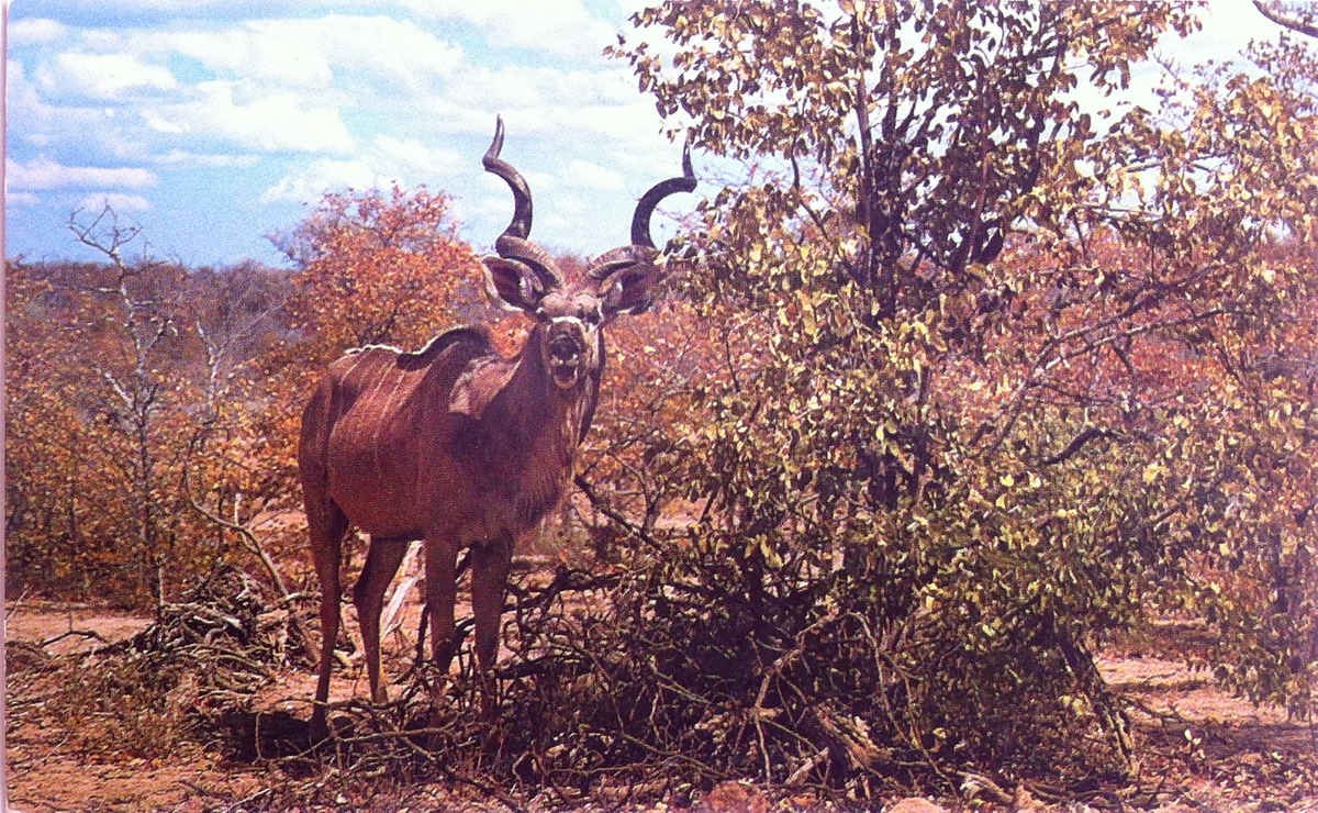 Nasionale Krugerwildtuin, Koedoebul