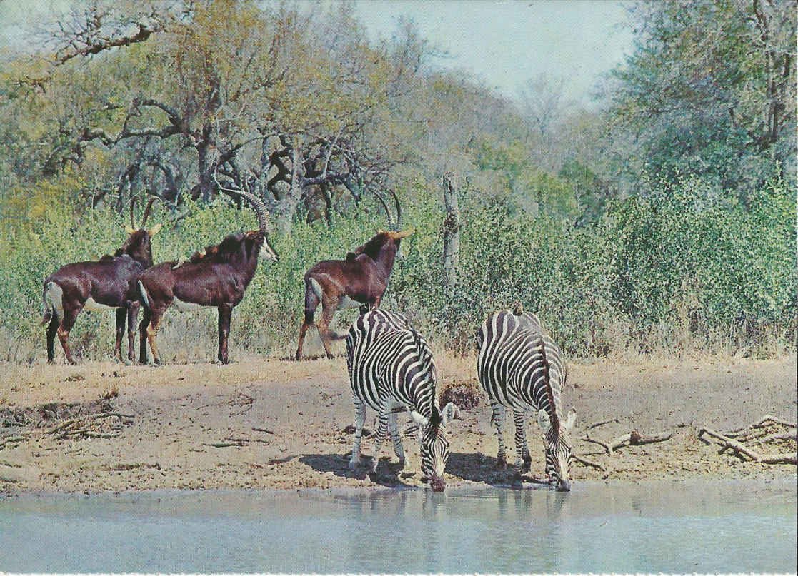 Nasionale Krugerwildtuin, (S.A.S. Diamantjubileum 1910-1970)-po