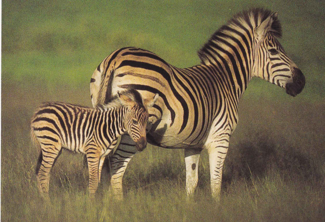 Zebra