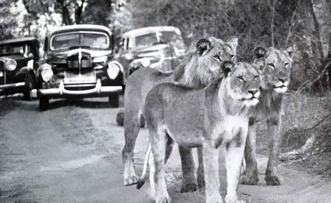 Pride of Lions Kruger National Park