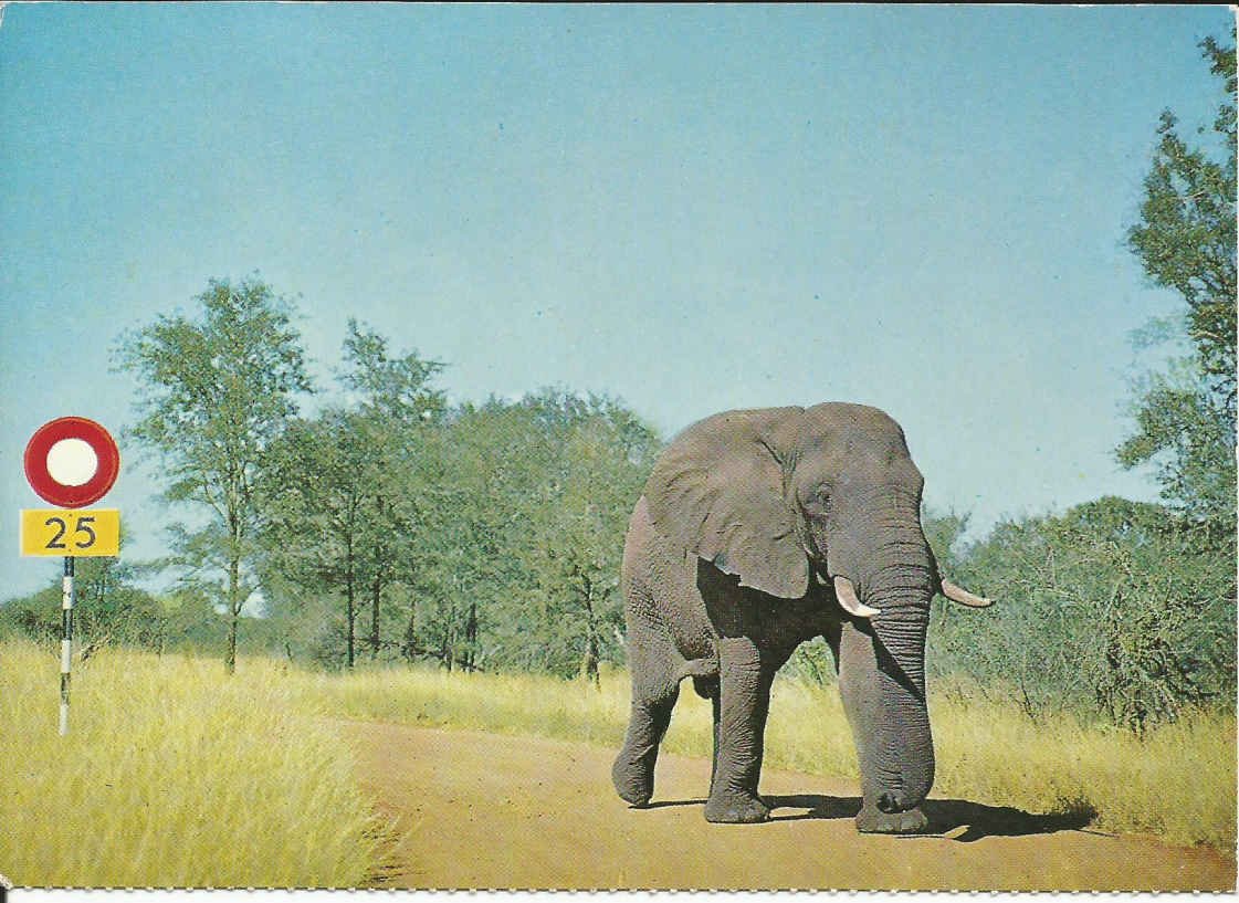 Nasionale Krugerwildtuin, Olifant by 25 myl per uur spoedbeperk