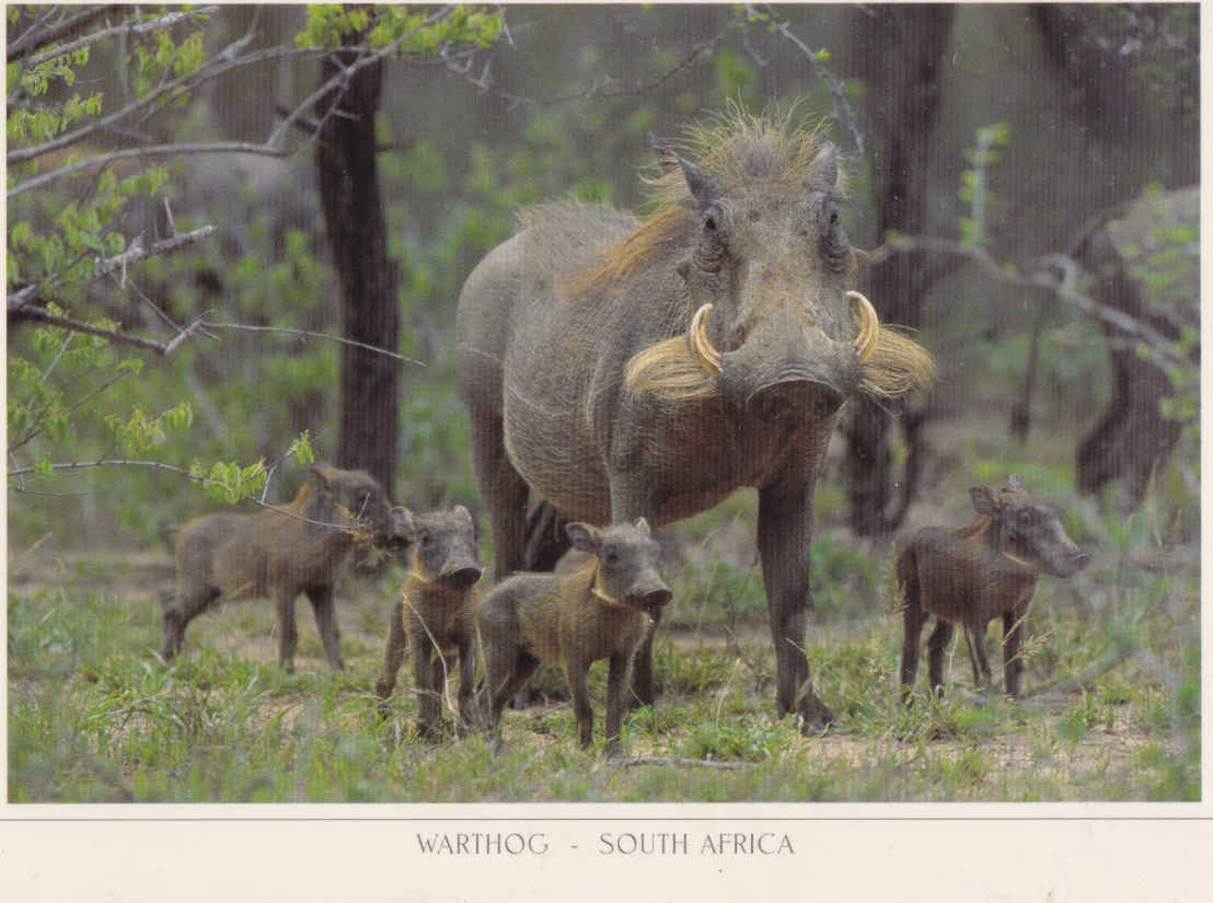 Warthog