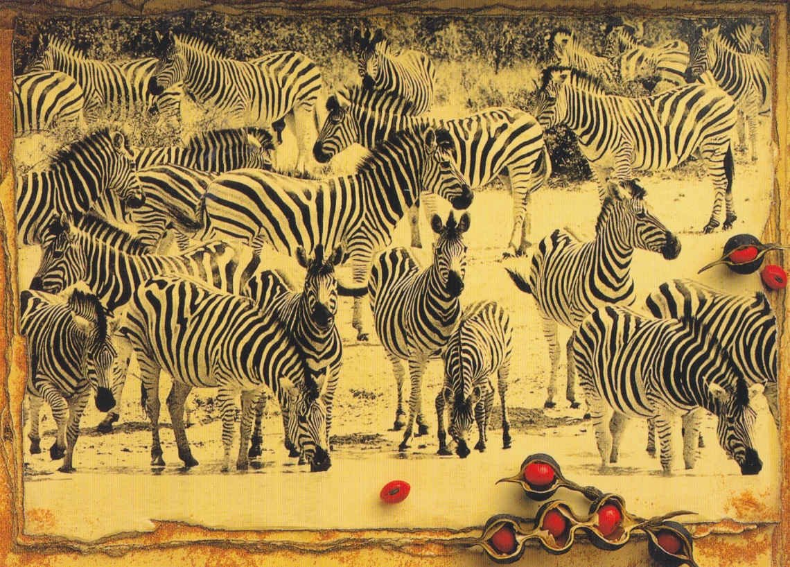 Zebra, South Africa