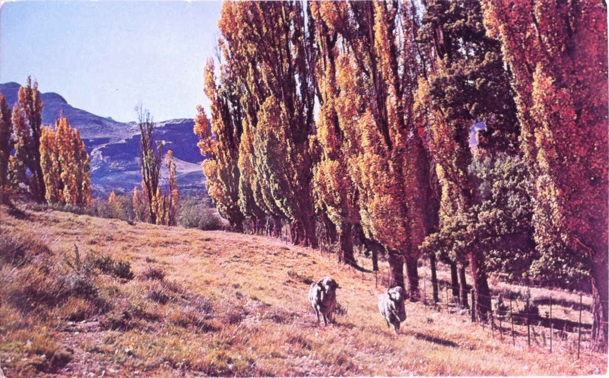 Vrystaat, Landelike vrede