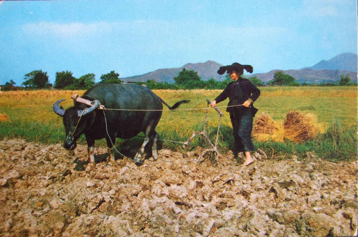 New Territories, Peasant Woman and Buffalo