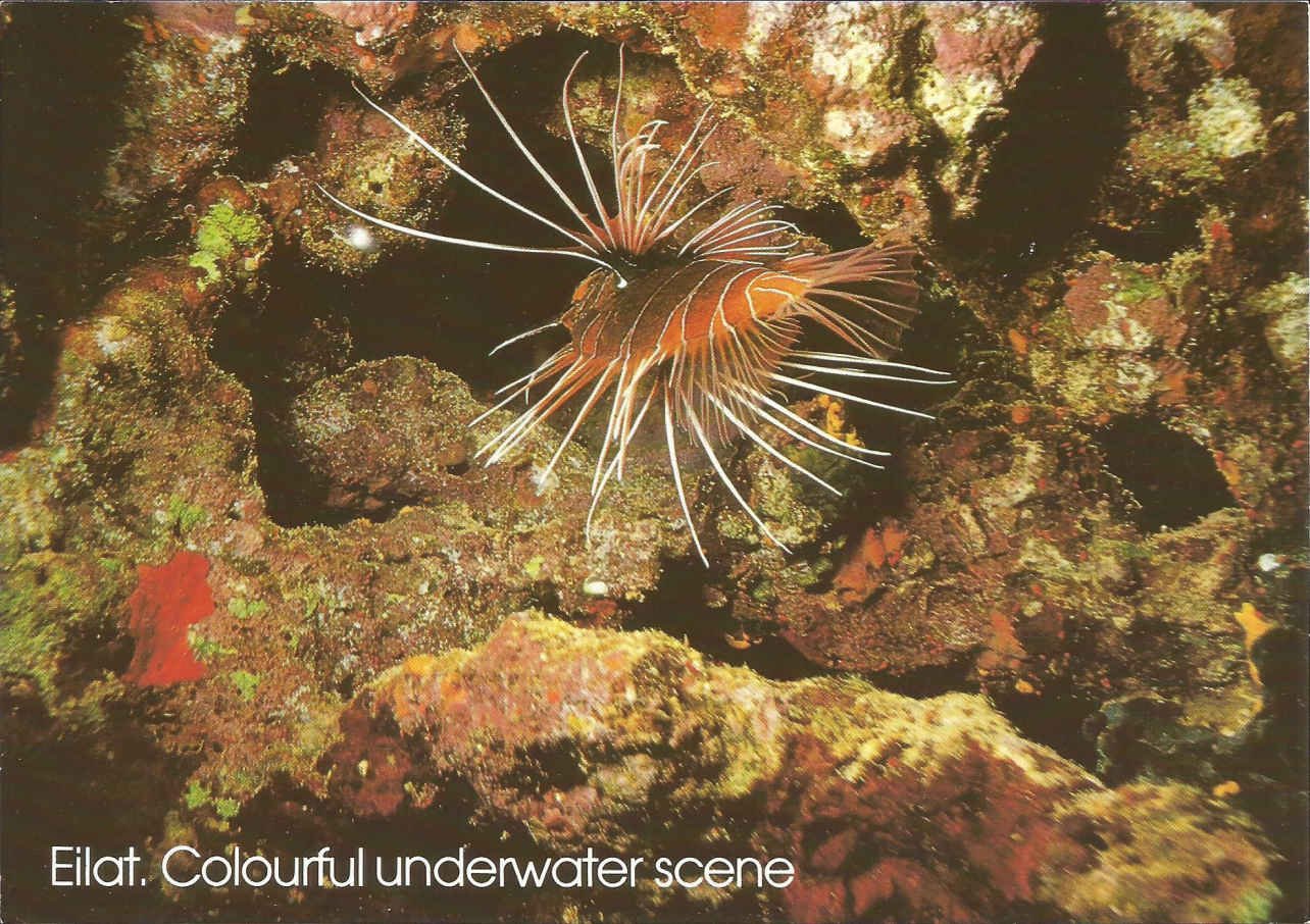 Eilat, The Red Sea. Lion Fish (Pterois radiata)