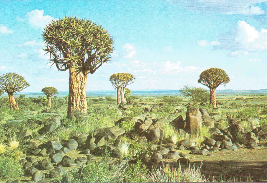 Kokerbome SWA