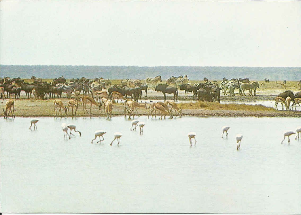 Nasionale Etoshawildtuin. Etosha Pan. Wild op Andoni-vlakte.