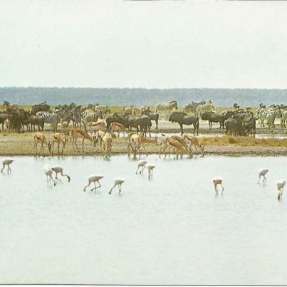 Nasionale Etoshawildtuin. Etosha Pan. Wild op Andoni-vlakte.