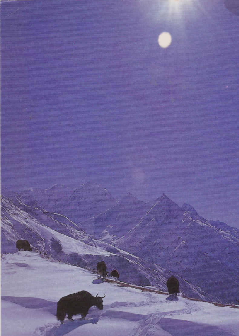 Yaks near Khung Yung, Nepal