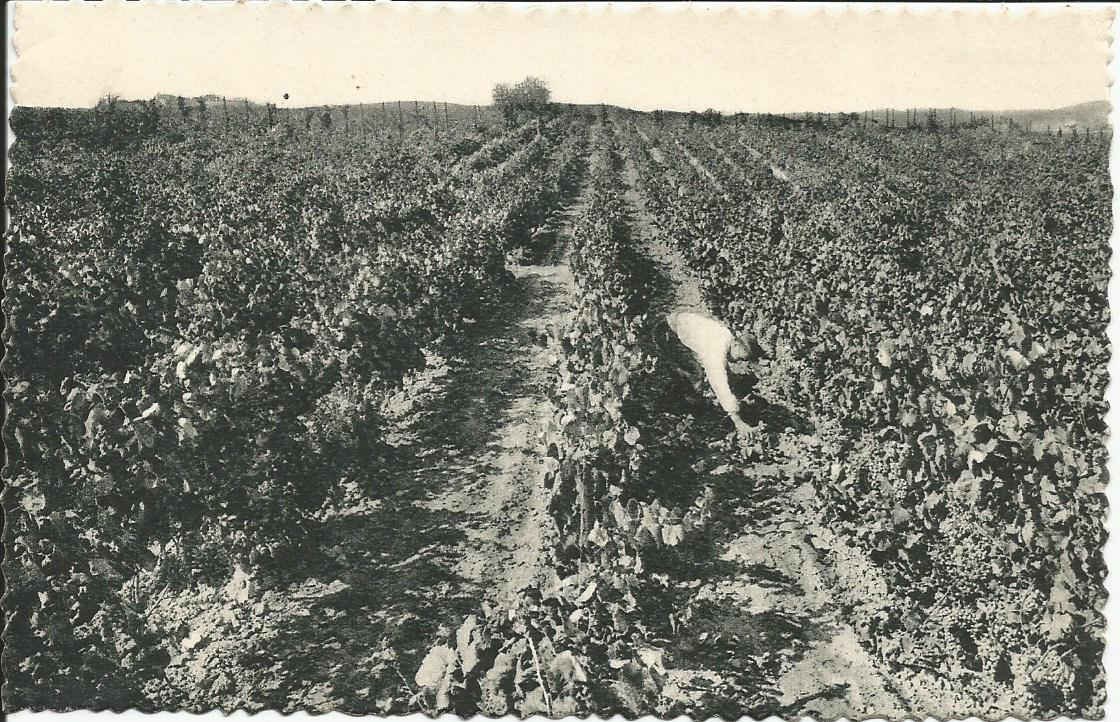San Sadurni de Noya, Casa Codorniu (Wine Estate)_1