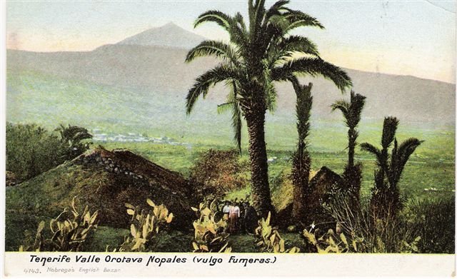 Tenerife, Valle Orotava Nopales